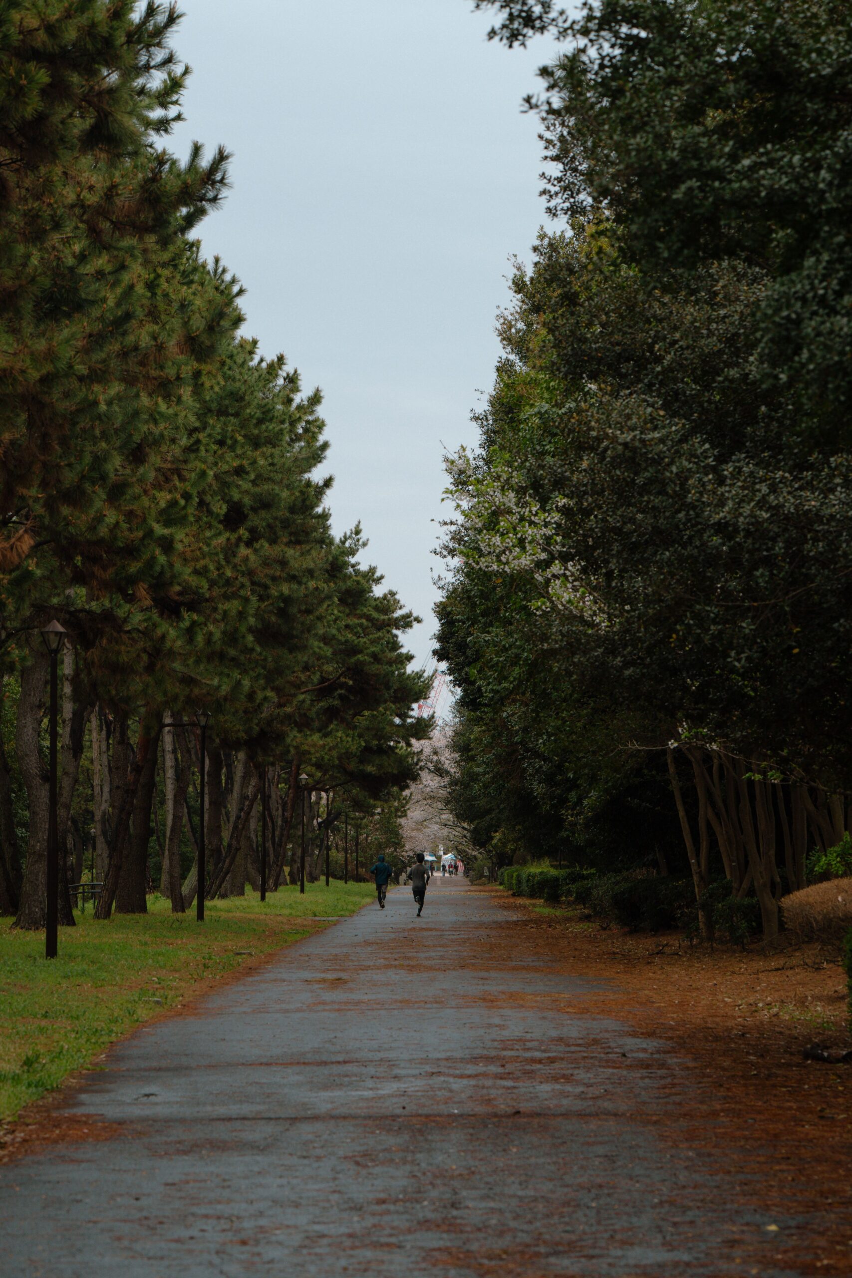 東京の公園に伸びる木々に囲まれた道