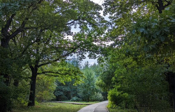 木々の間をゆるやかに曲がる公園の道